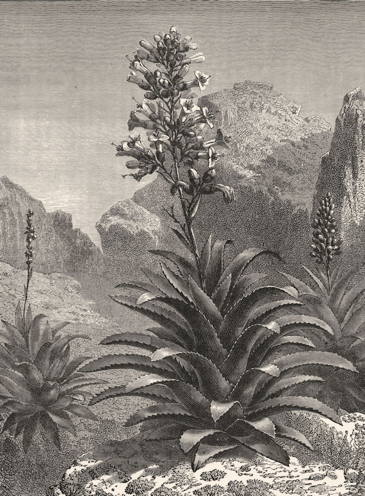MEXICO. Aechmea Paniculata in Bloom c1880 old antique vintage print picture